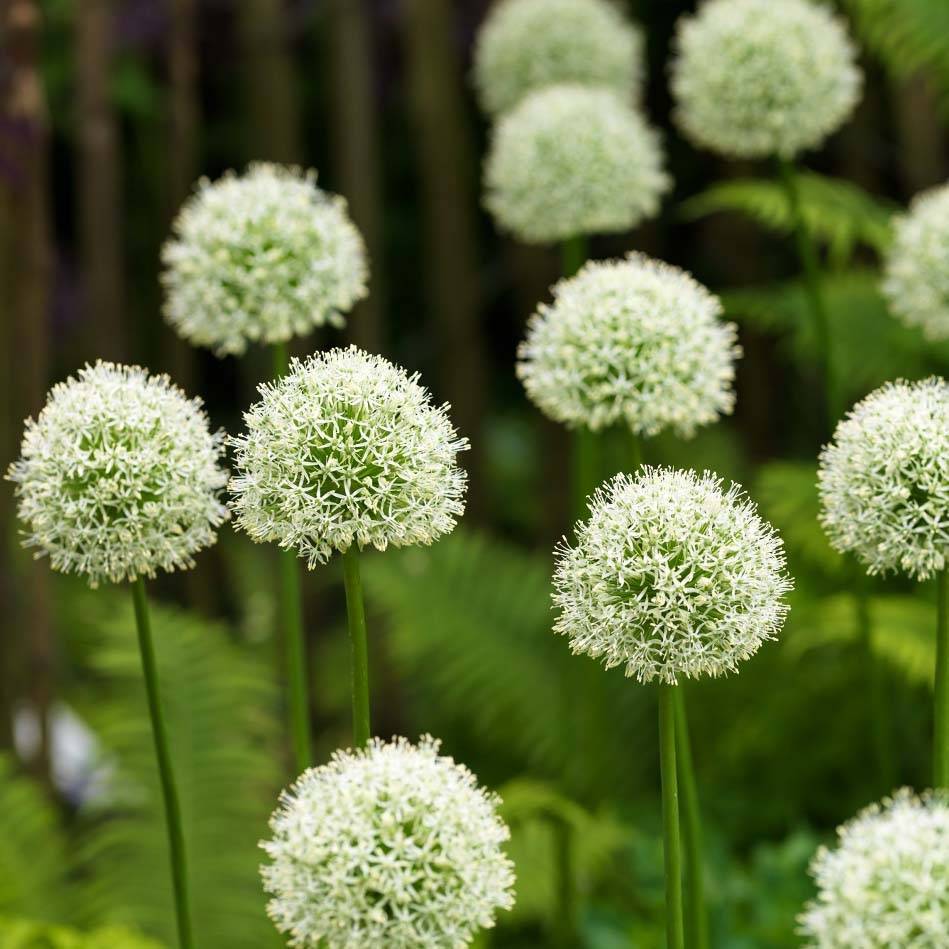Ail d'ornement - Allium Mont Blanc Pot de 1L/1,5L