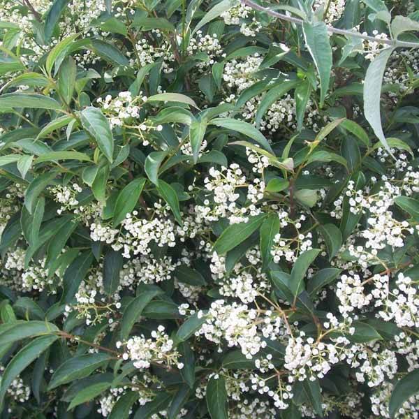 Viorne - Viburnum hillieri Winton Pot de 3L/4L