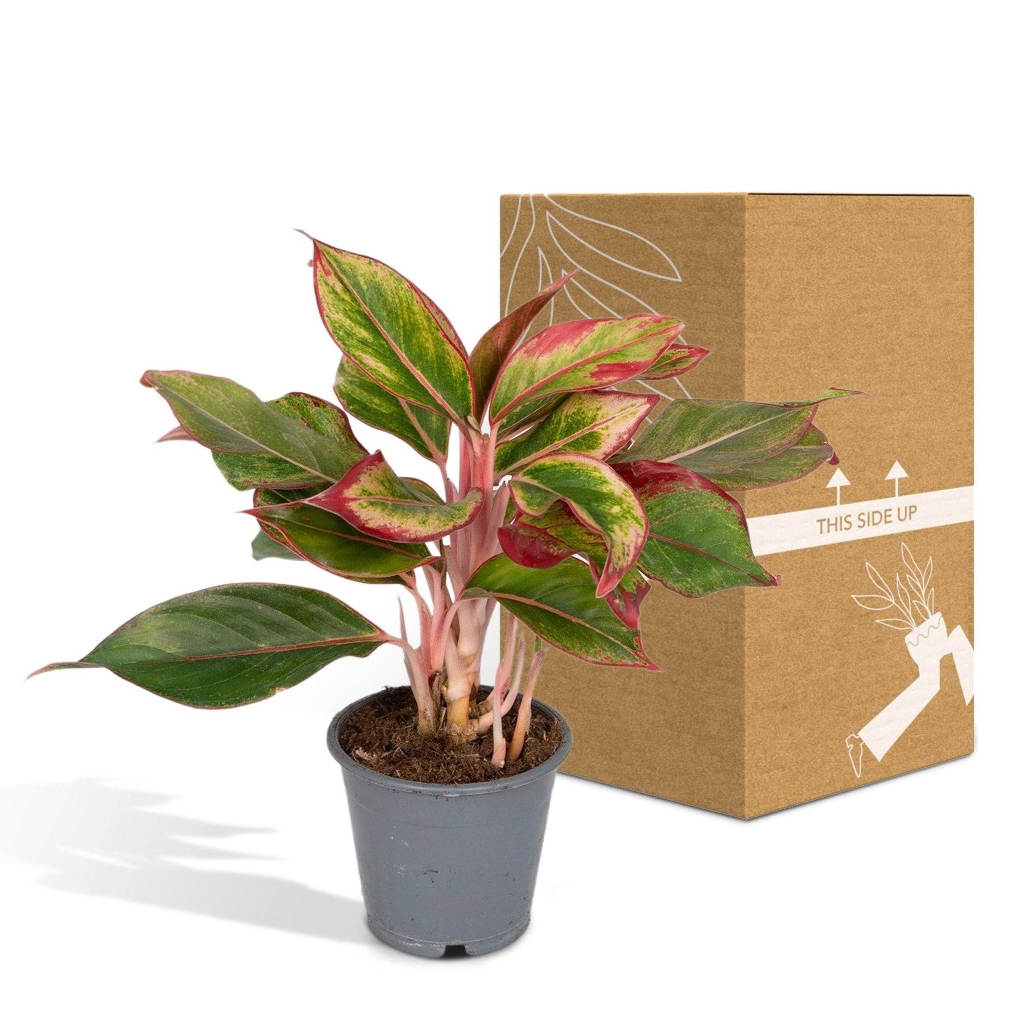 La Green Touch - Aglaonema Crete 50cm - Plante d'intérieur- La Green Touch - Imagen 6