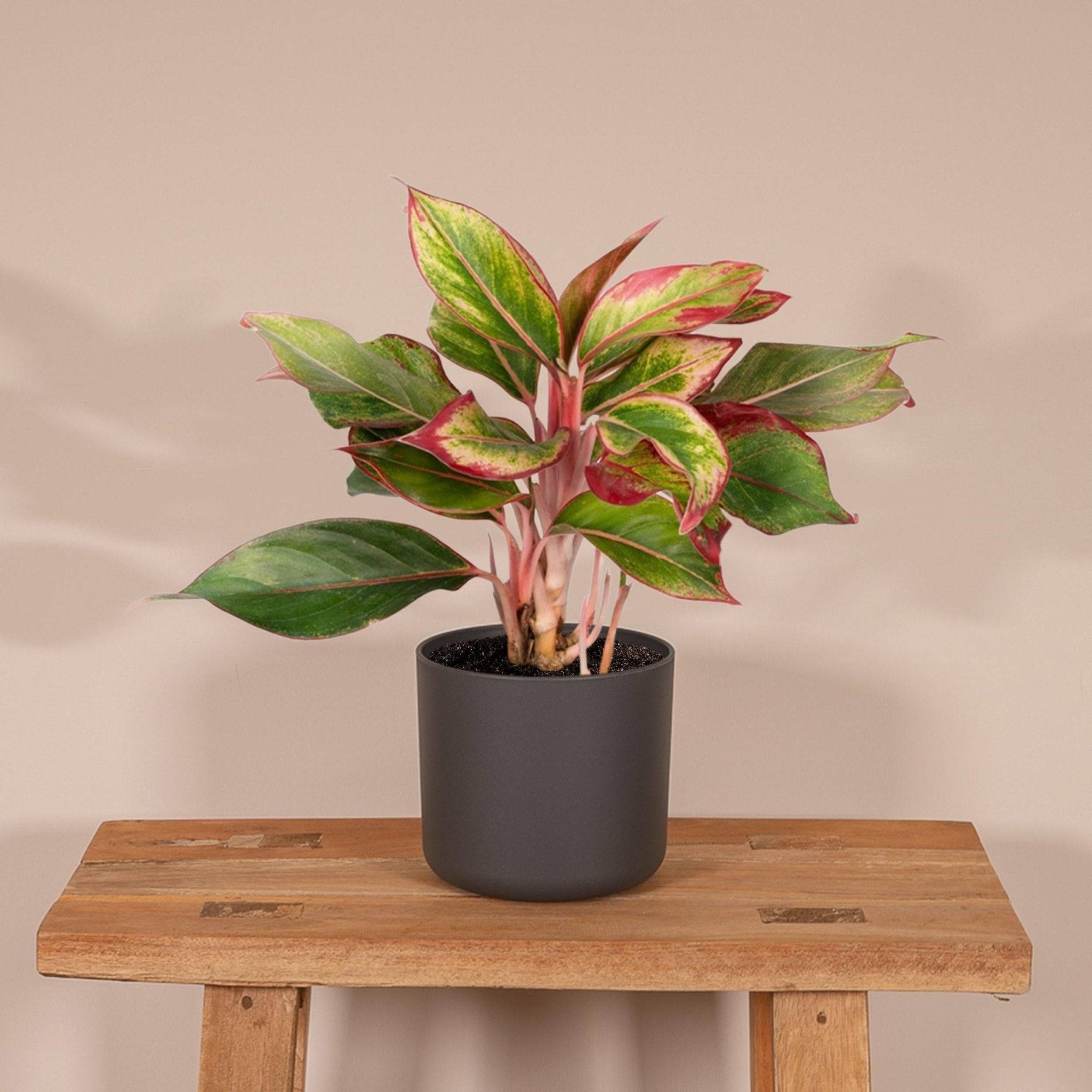 La Green Touch - Aglaonema Crete 50cm - Plante d'intérieur- La Green Touch - Imagen 3