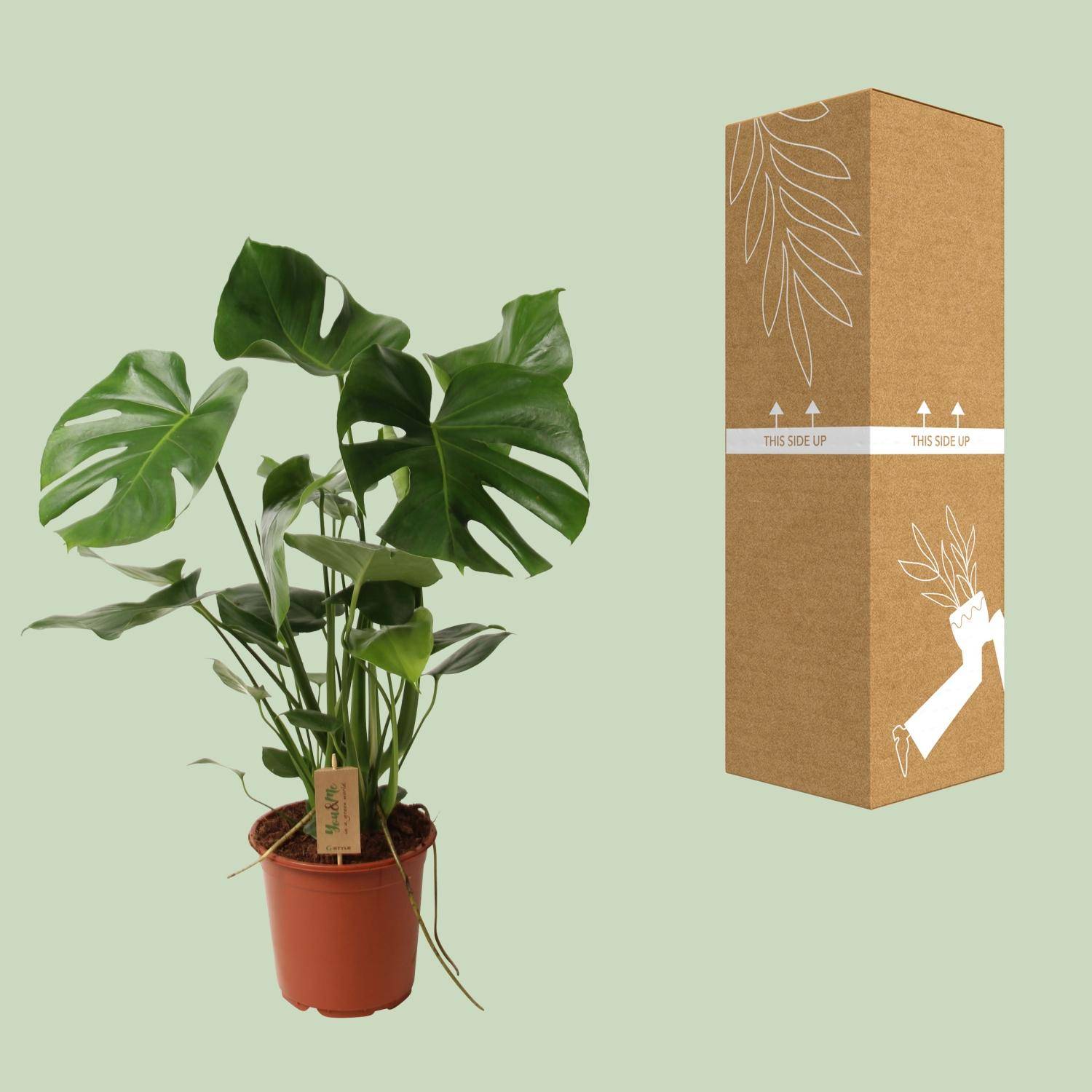 Monstera deliciosa - Ø21cm - ↕60cm - Plantes d’intérieur - Image 5