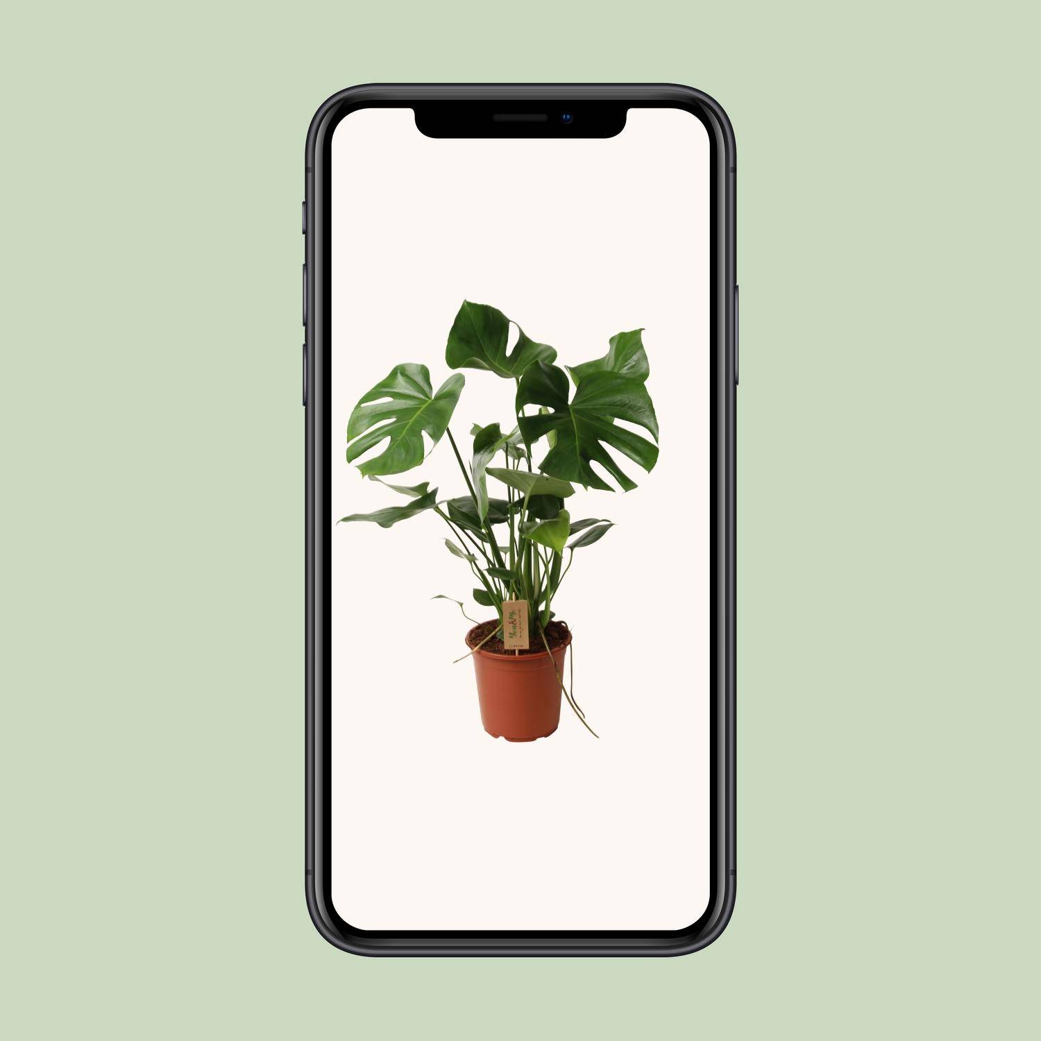 Monstera deliciosa - Ø21cm - ↕60cm - Plantes d’intérieur - Image 6