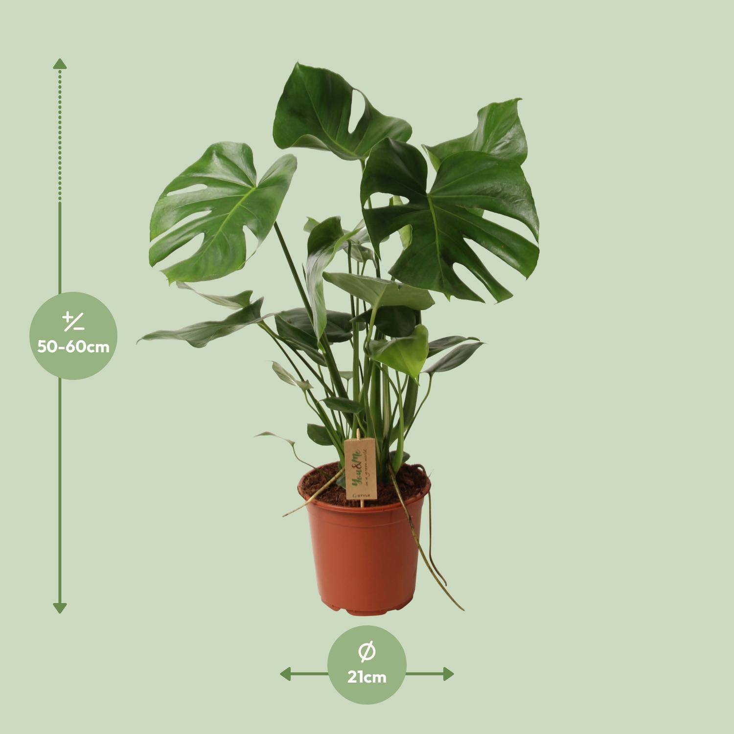 Monstera deliciosa - Ø21cm - ↕60cm - Plantes d’intérieur - Image 4