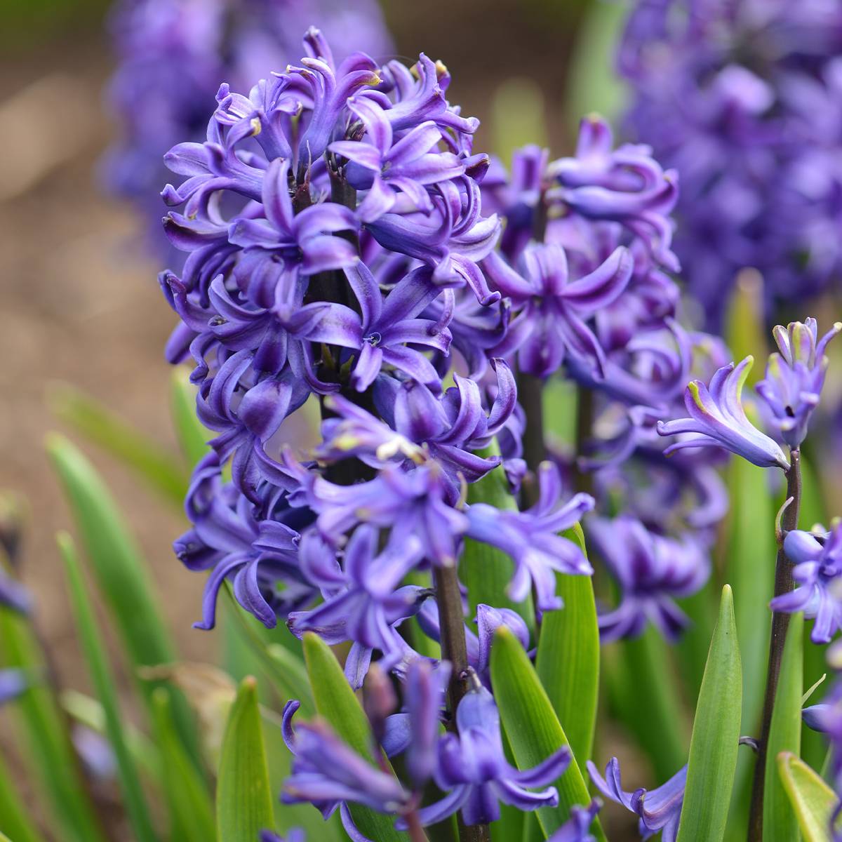 Promesse de Fleurs - Jacinthe Blue Pearl préparée pour le forçage Bulbe calibre 17+ (par 3)