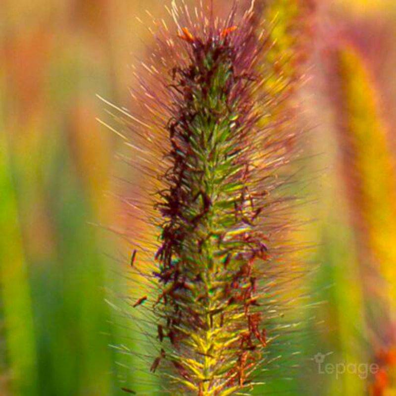 3 Herbes aux Écouvillons (Pennisetum Alopecuroides) - Lot de 3 graminées - Pépinières Naudet