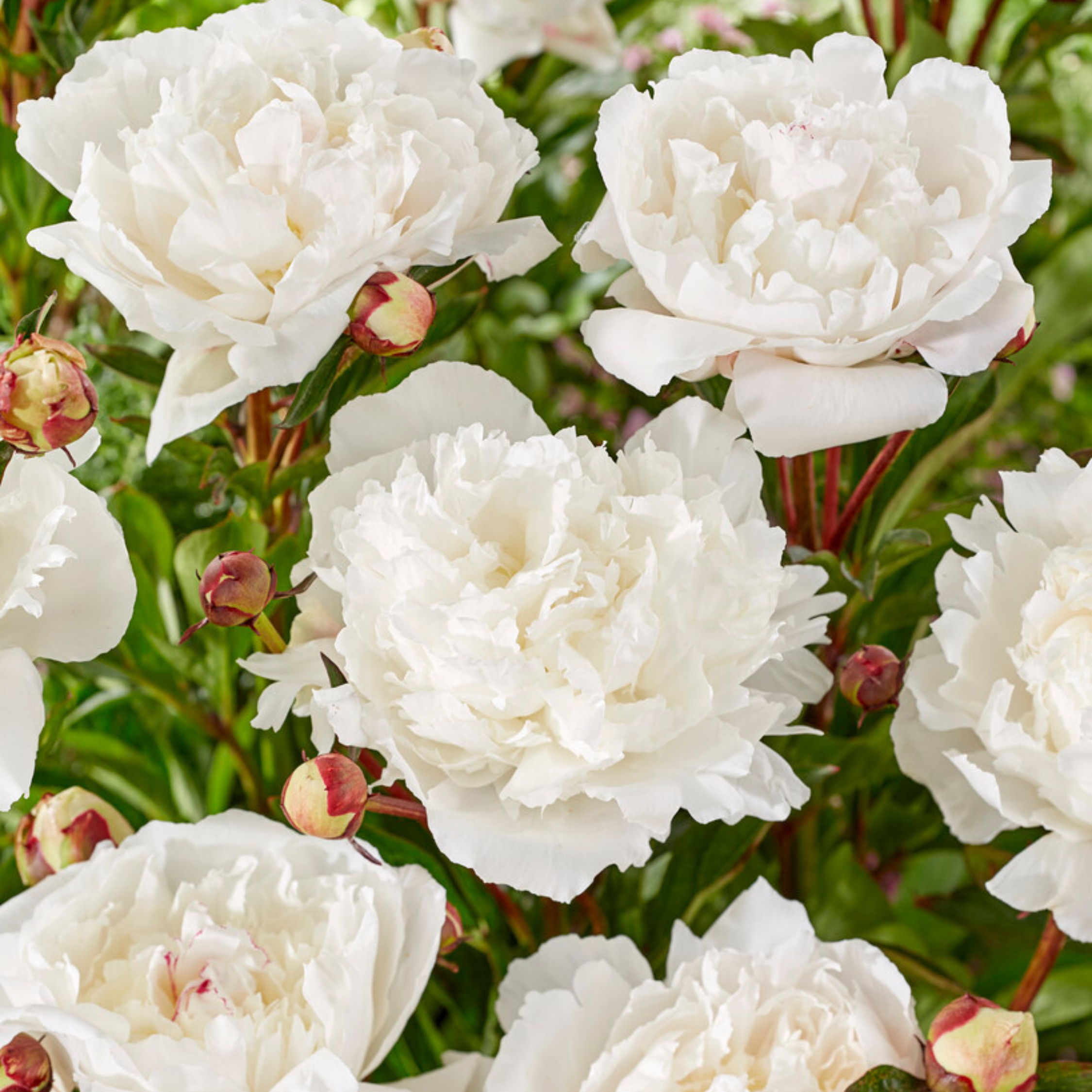 Pivoine - Set de 4 - Paeonia - Rhizomes - Rose - Image 4