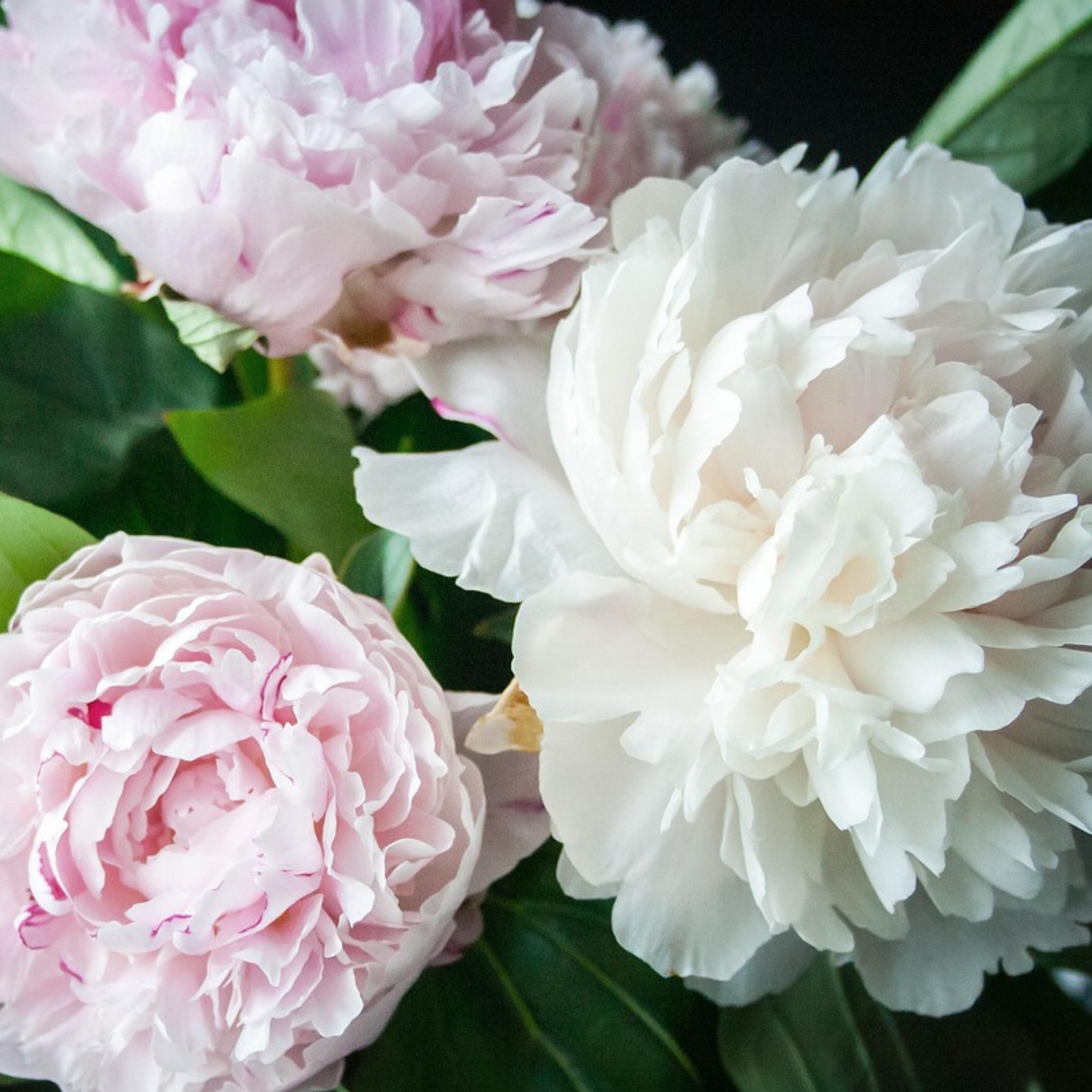 Pivoine - Set de 4 - Paeonia - Rhizomes - Rose - Image 2