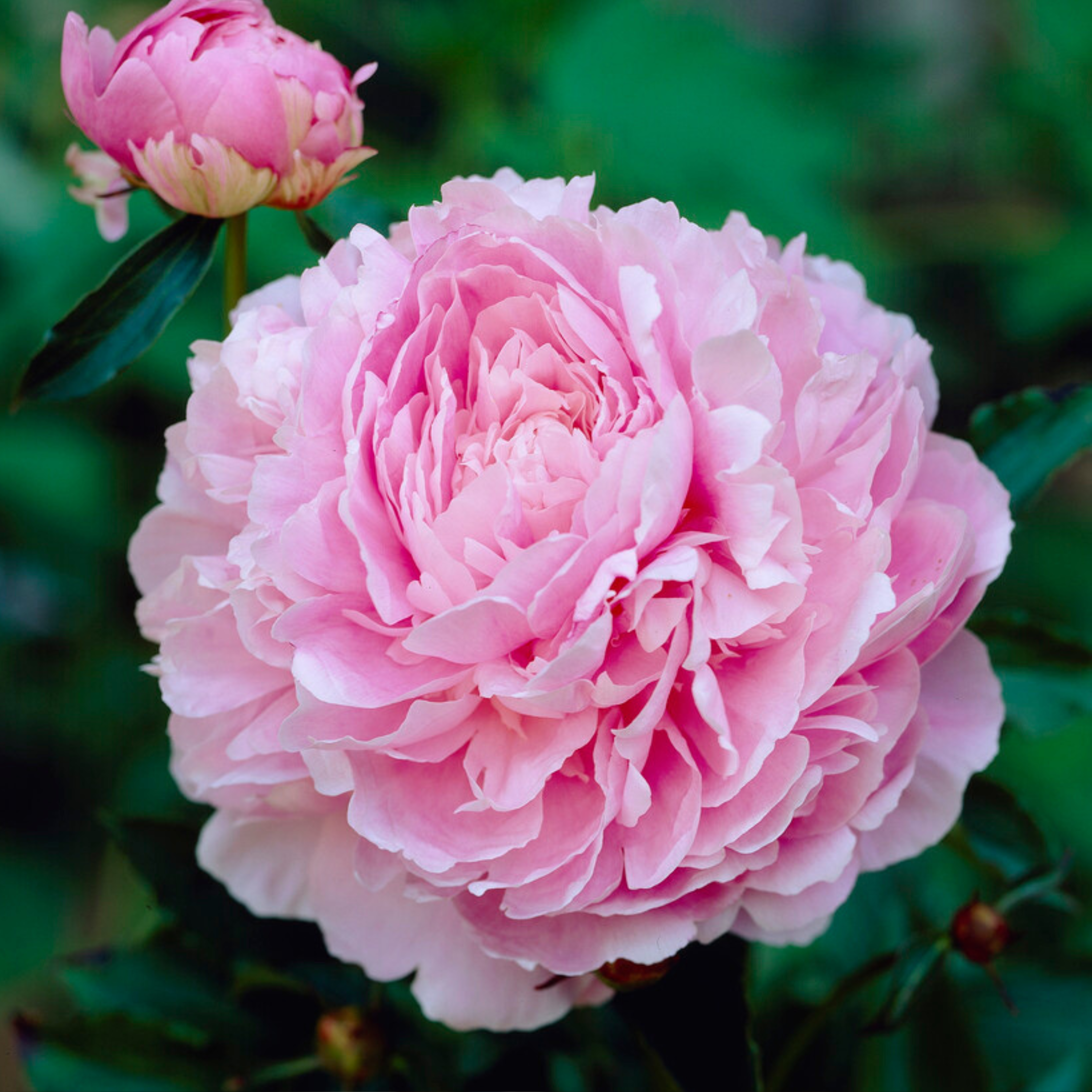 Pivoine - Set de 4 - Paeonia - Rhizomes - Rose - Image 3