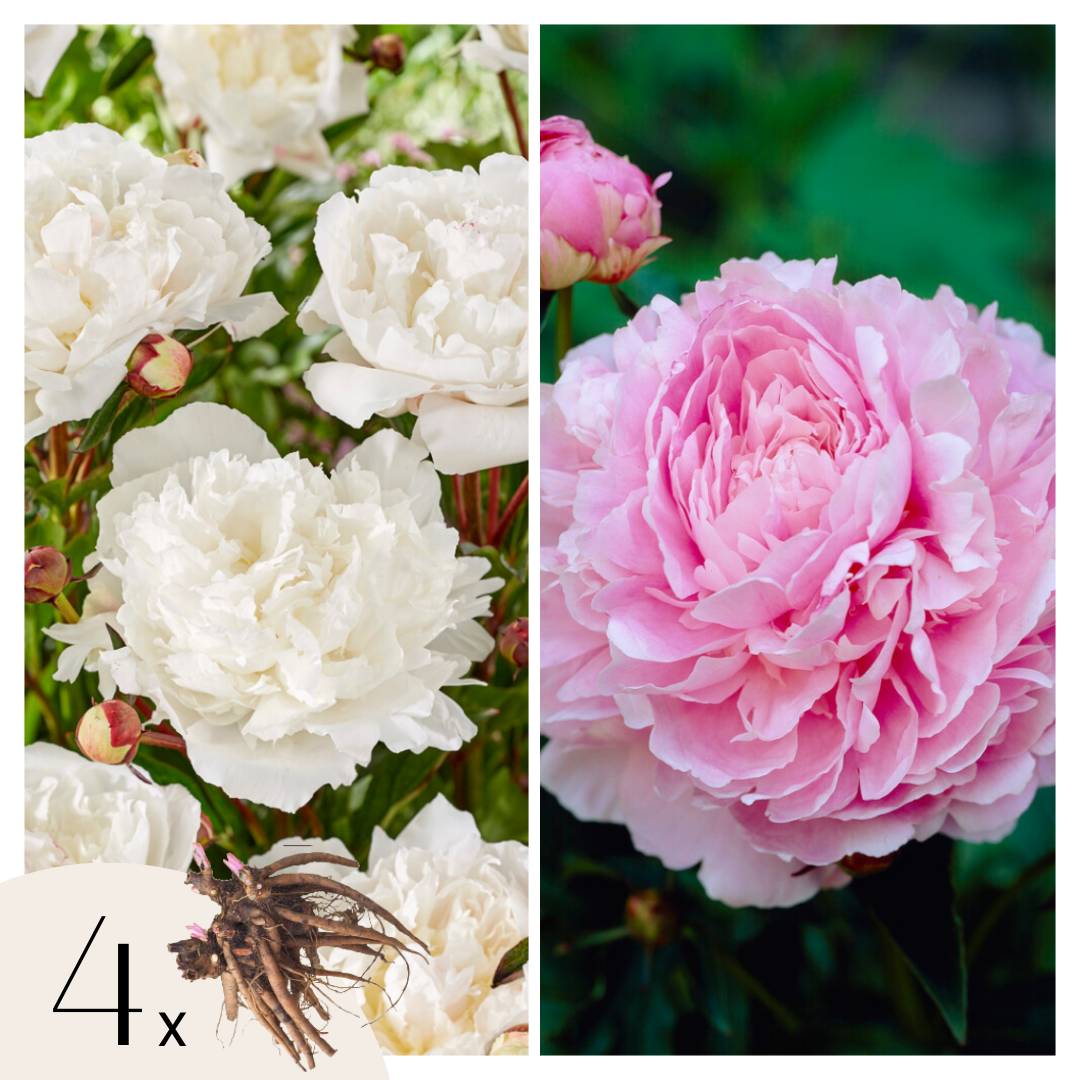 Pivoine - Set de 4 - Paeonia - Rhizomes - Rose - Image 1