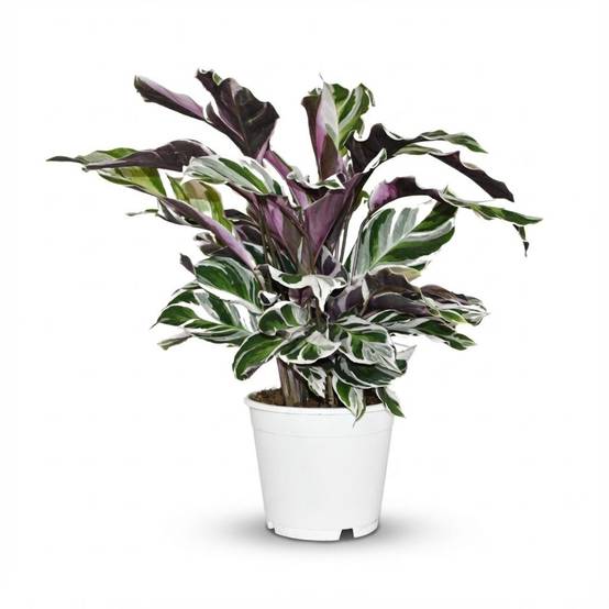 La Green Touch - Calathea Fushion Blanc - D14 H40cm - Image 2