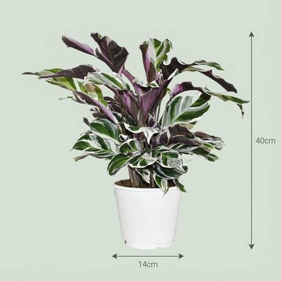La Green Touch - Calathea Fushion Blanc - D14 H40cm - Image 4