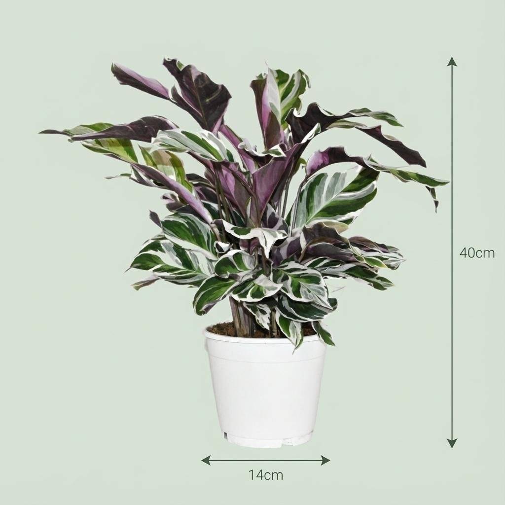 La Green Touch - Calathea Fushion Blanc - D14 H40cm - Image 4