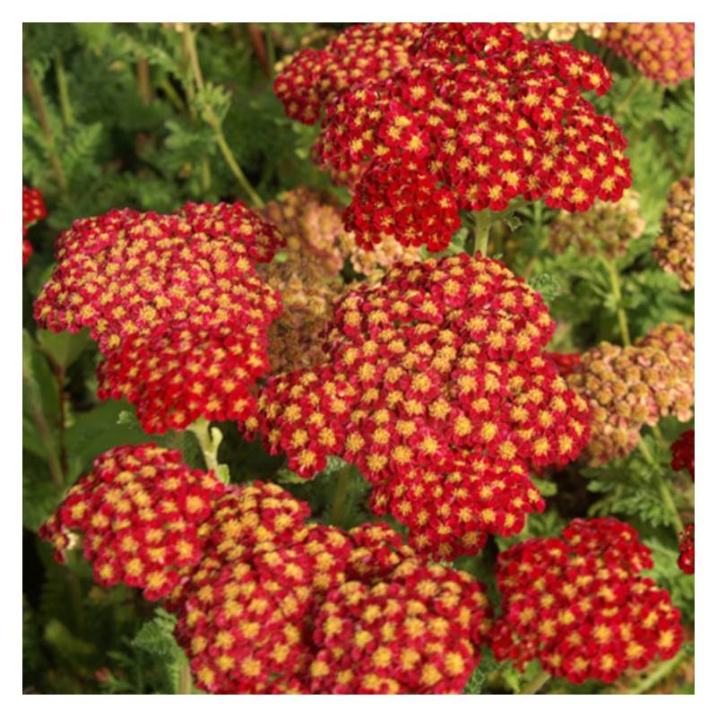 Achillée Strawberry Seduction à fleurs Rouge - feuillage Caduc - Godet - 5/20 cm-  hauteur à maturité De 0,50 m à 1,00 m - Imagen 1