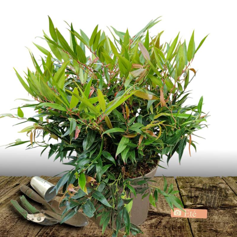 Leucothoe White Wather®, Fleur de perle à fleurs Blanche/ - feuillage Persistant - Pot de 7,5L - 40/60 cm - Imagen 3