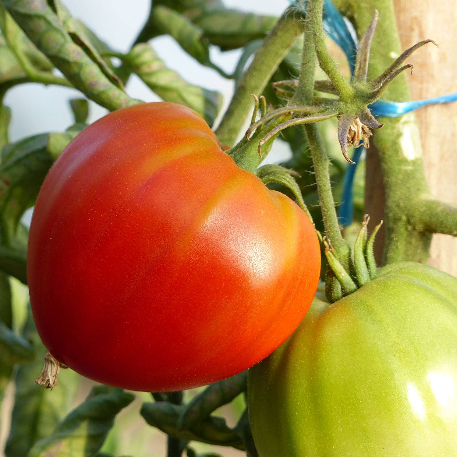 Tomate Cuor di Bue - Cœur de Bœuf le sachet de 150 graines environ (0,5g)