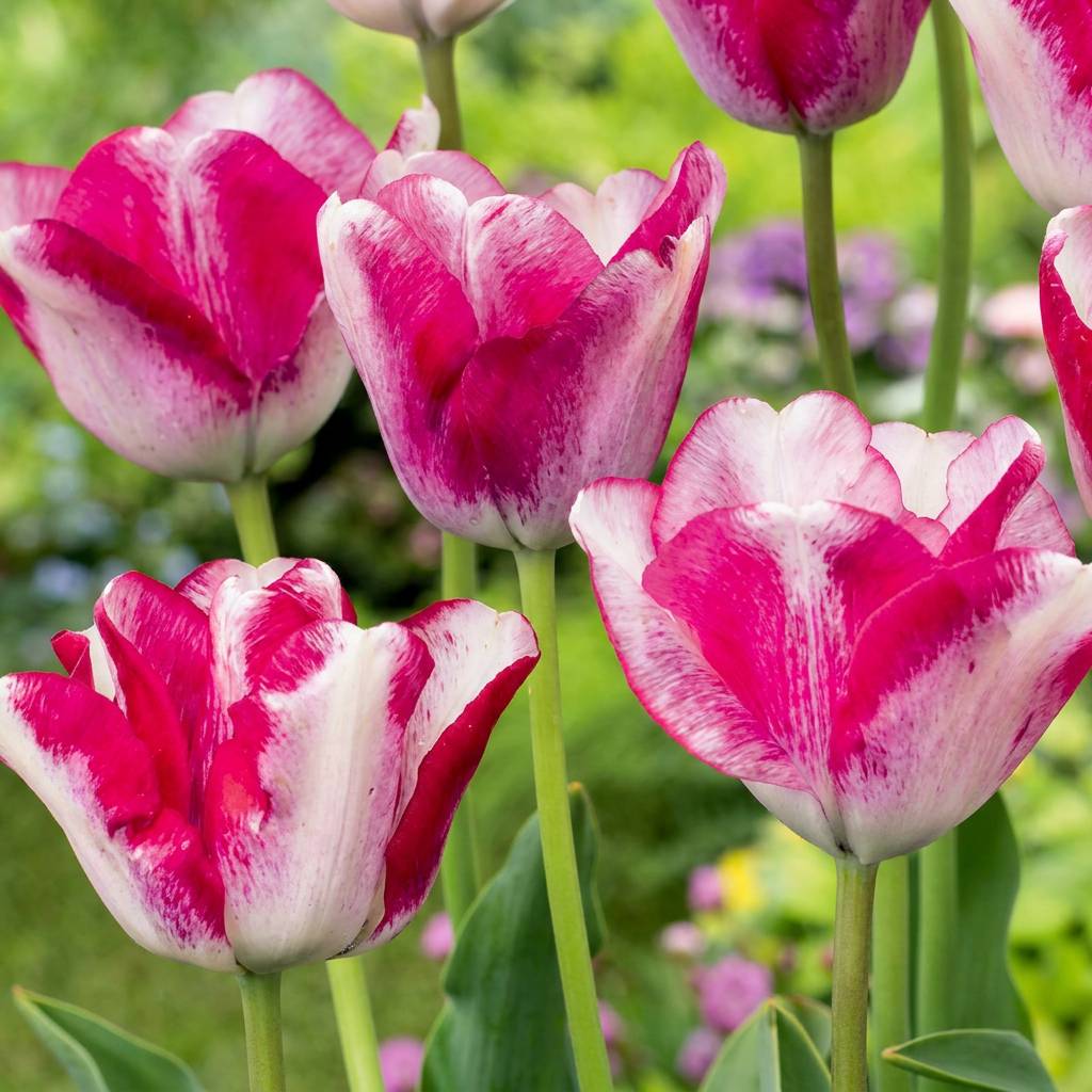 La Green Touch - Tulipe Mata Hari - 24 bulbes