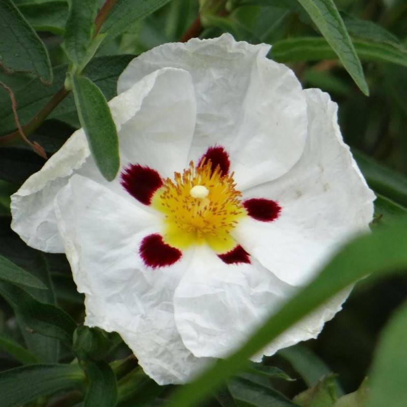 Ciste aguilarii Maculatus, Cistus à fleurs Blanche/Rouge - feuillage Persistant - Godet - 5/20 cm - Imagen 1