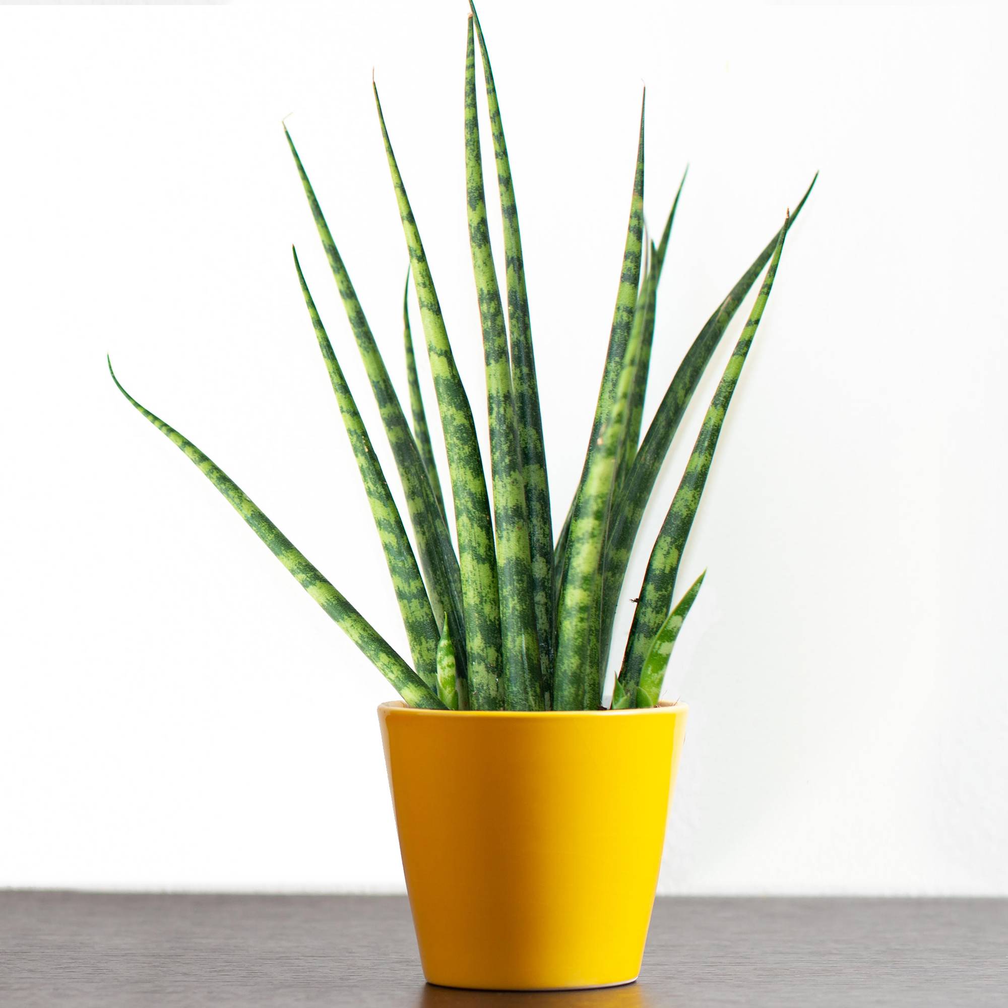 Gardenersdream - Sansevieria Cylindrica Spaghetti Cadeau Plante D'Intérieur En Pot Pour La Maison Ou Le Bureau - GardenersDream - Imagen 1