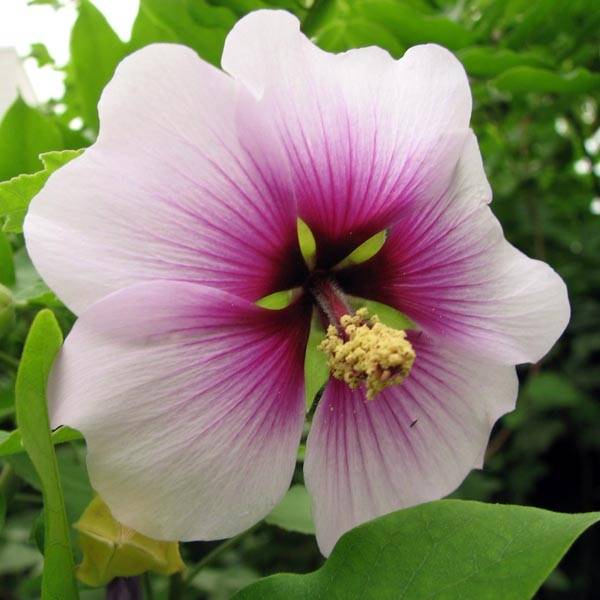 Promesse de Fleurs - Lavatère maritime- Lavatera maritima Bicolor Godet de 8/9 cm