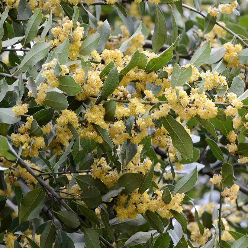 Laurier sauce - Laurus nobilis  Pot de 10 cm/11cm
