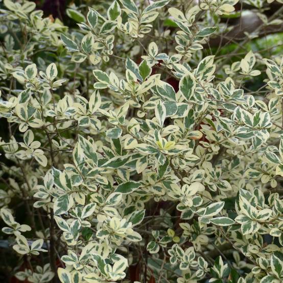 Troène de Californie Argenteum - Ligustrum ovalifolium Pot de 2L/3L - Image 1