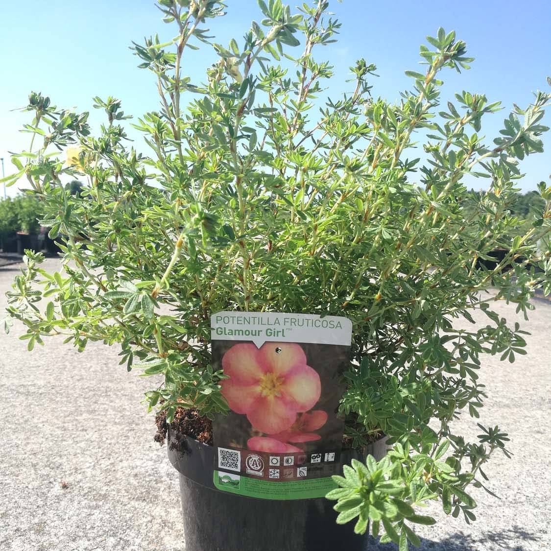 Potentilla fructicosa Glamour Girl - Potentille arbustive Godet de 8/9 cm