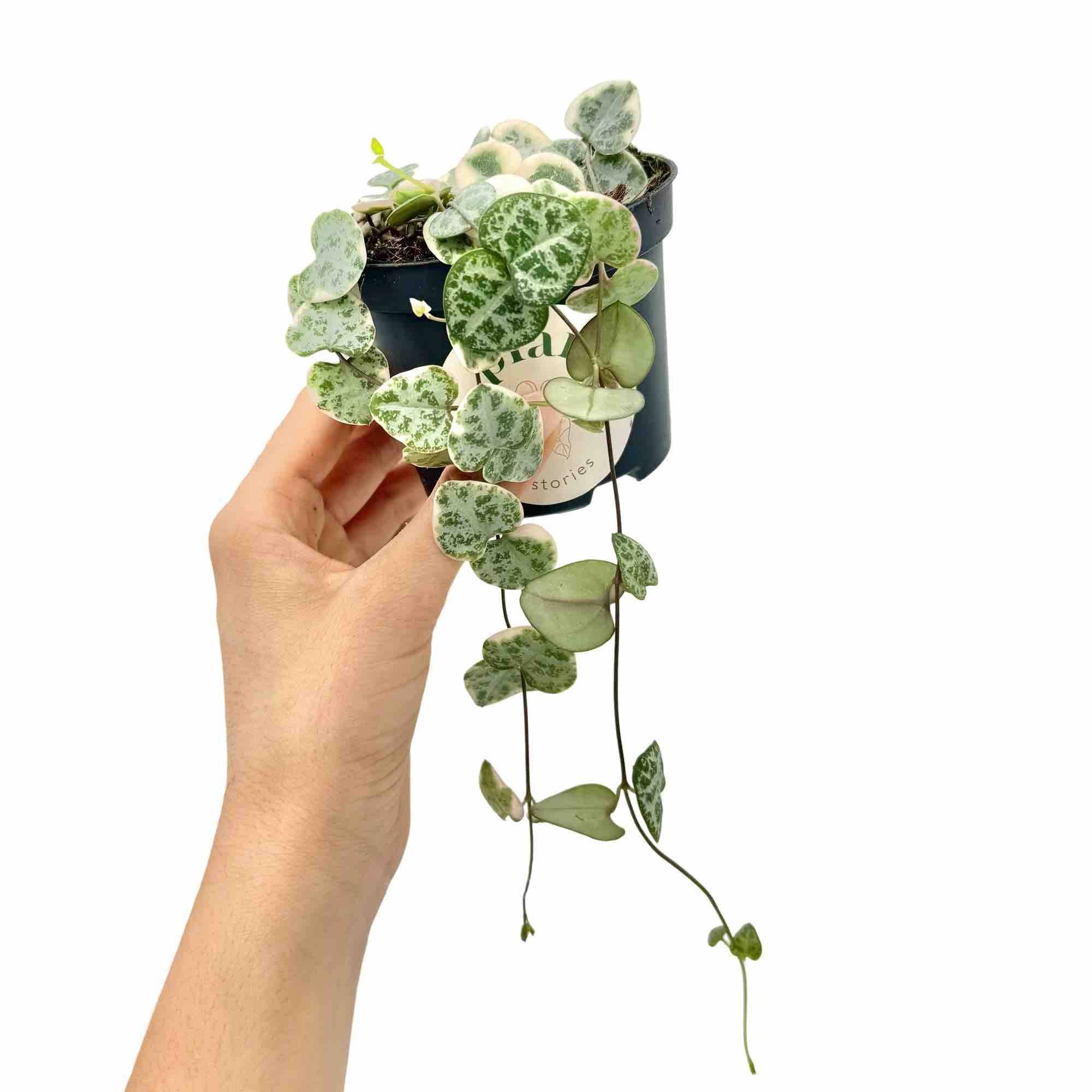Ceropegia Woodii variegata - Pot de 8,5cm - Plantes d'intérieur