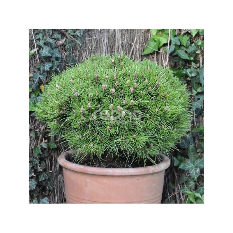 Pin noir Marie Bregeon®, Pinus - Pot de 3L - 20/40 cm - Image 1