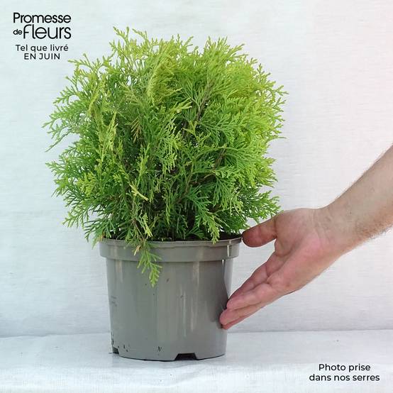 Promesse de Fleurs - Thuya du Canada - Thuja occidentalis Golden Globe Pot de 2L/3L - Image 2