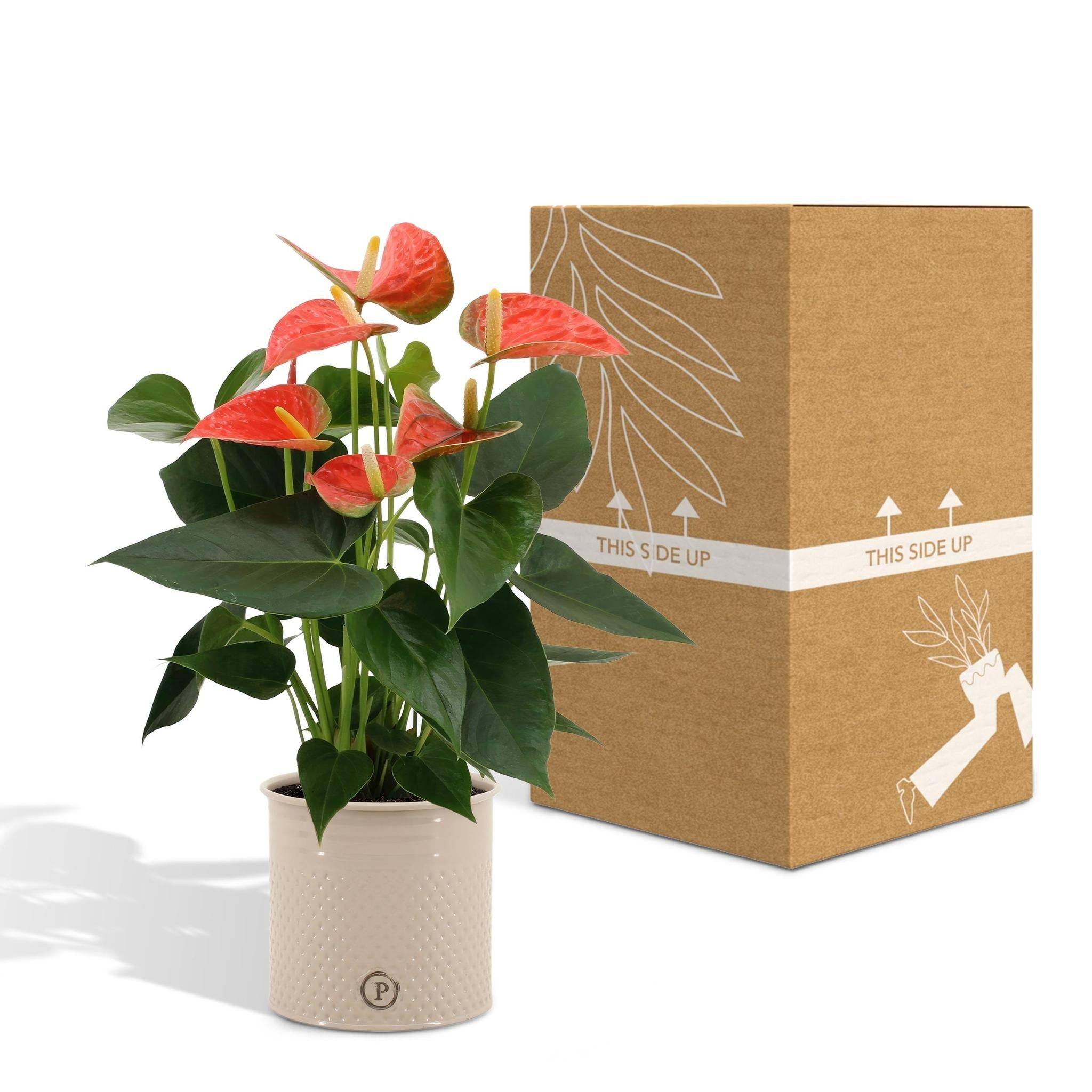 La Green Touch - Anthurium andreanum Prince of Orange et son pot- La Green Touch Crème - Hauteur 45cm - Imagen 5