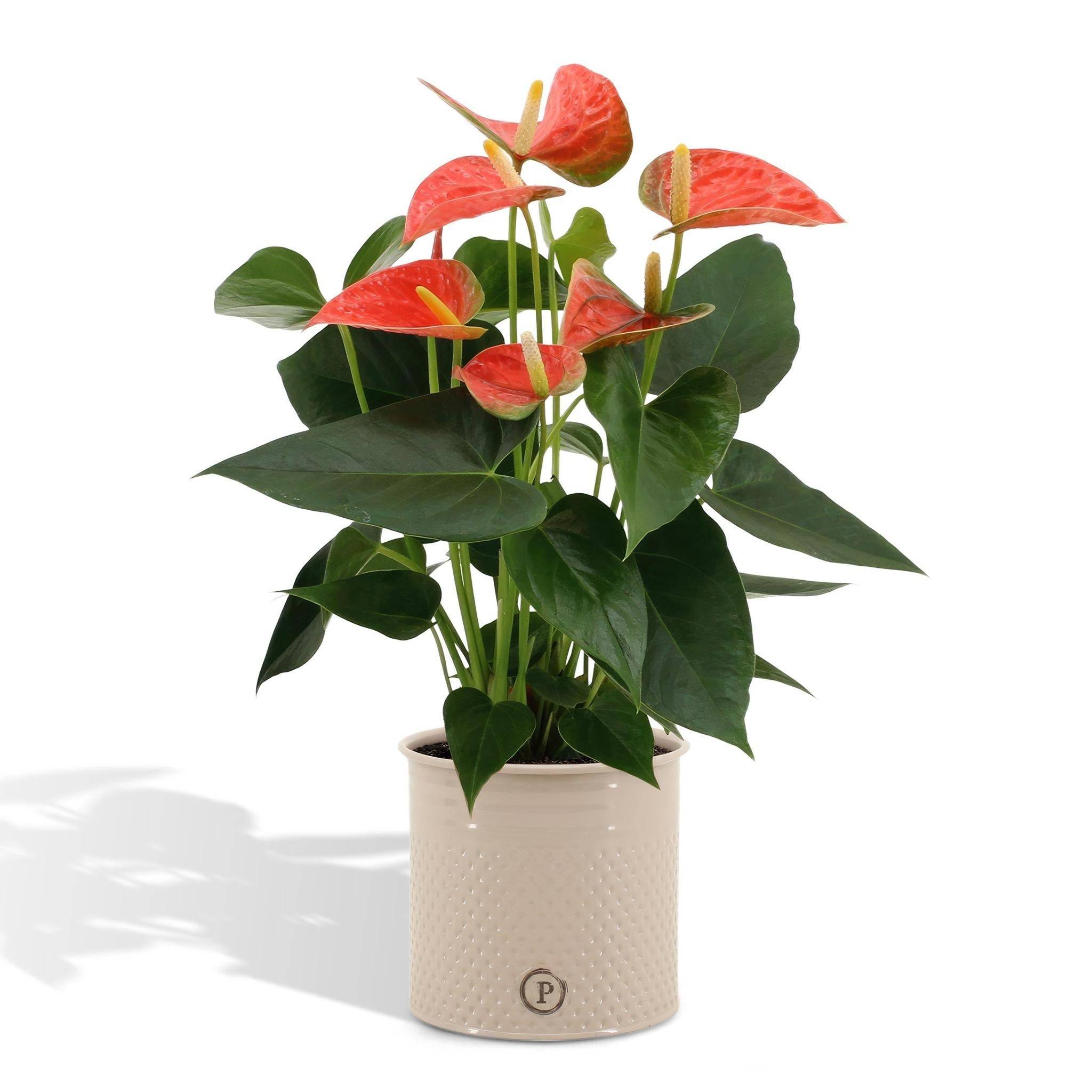 La Green Touch - Anthurium andreanum Prince of Orange et son pot- La Green Touch Crème - Hauteur 45cm - Imagen 1