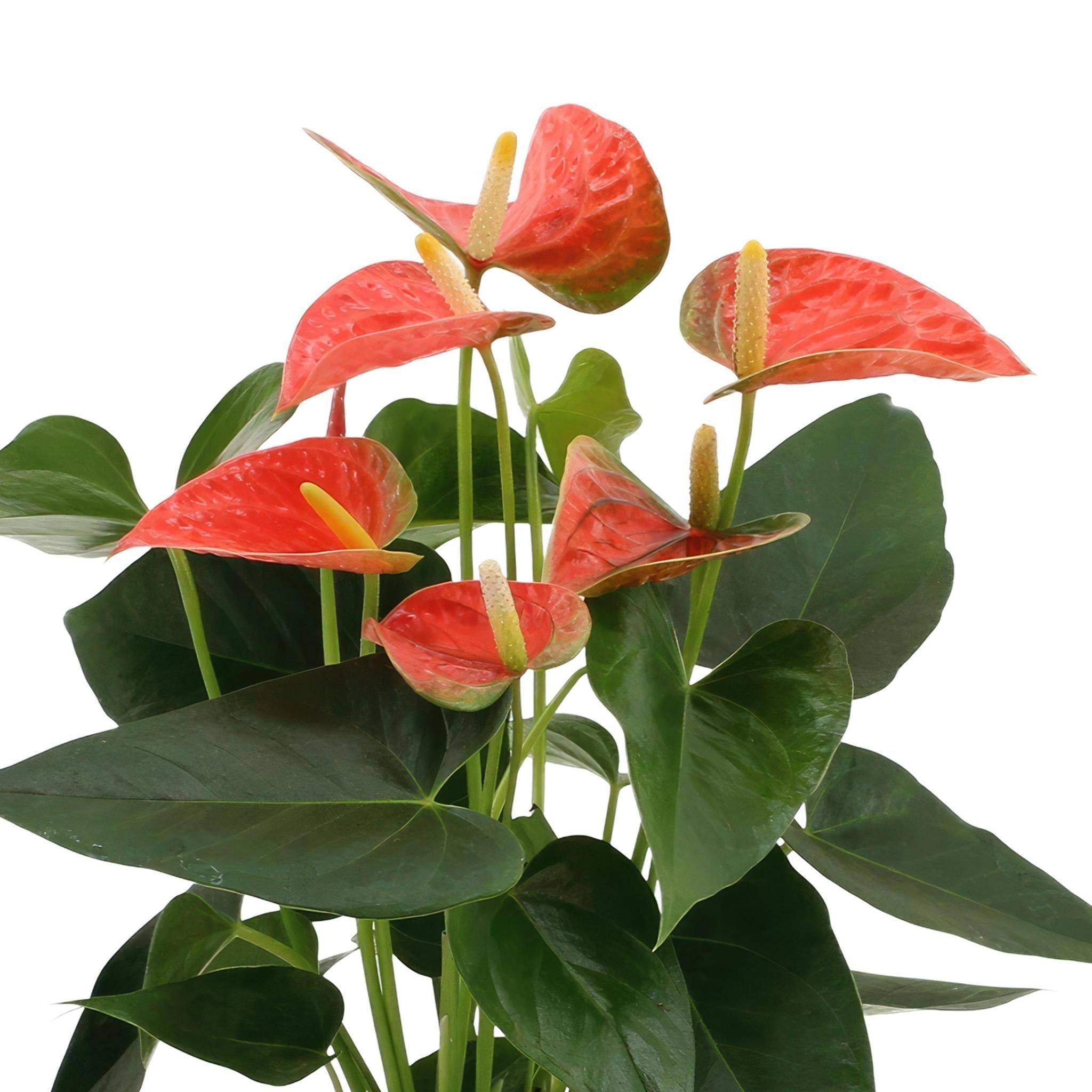 La Green Touch - Anthurium andreanum Prince of Orange et son pot- La Green Touch Crème - Hauteur 45cm - Imagen 3