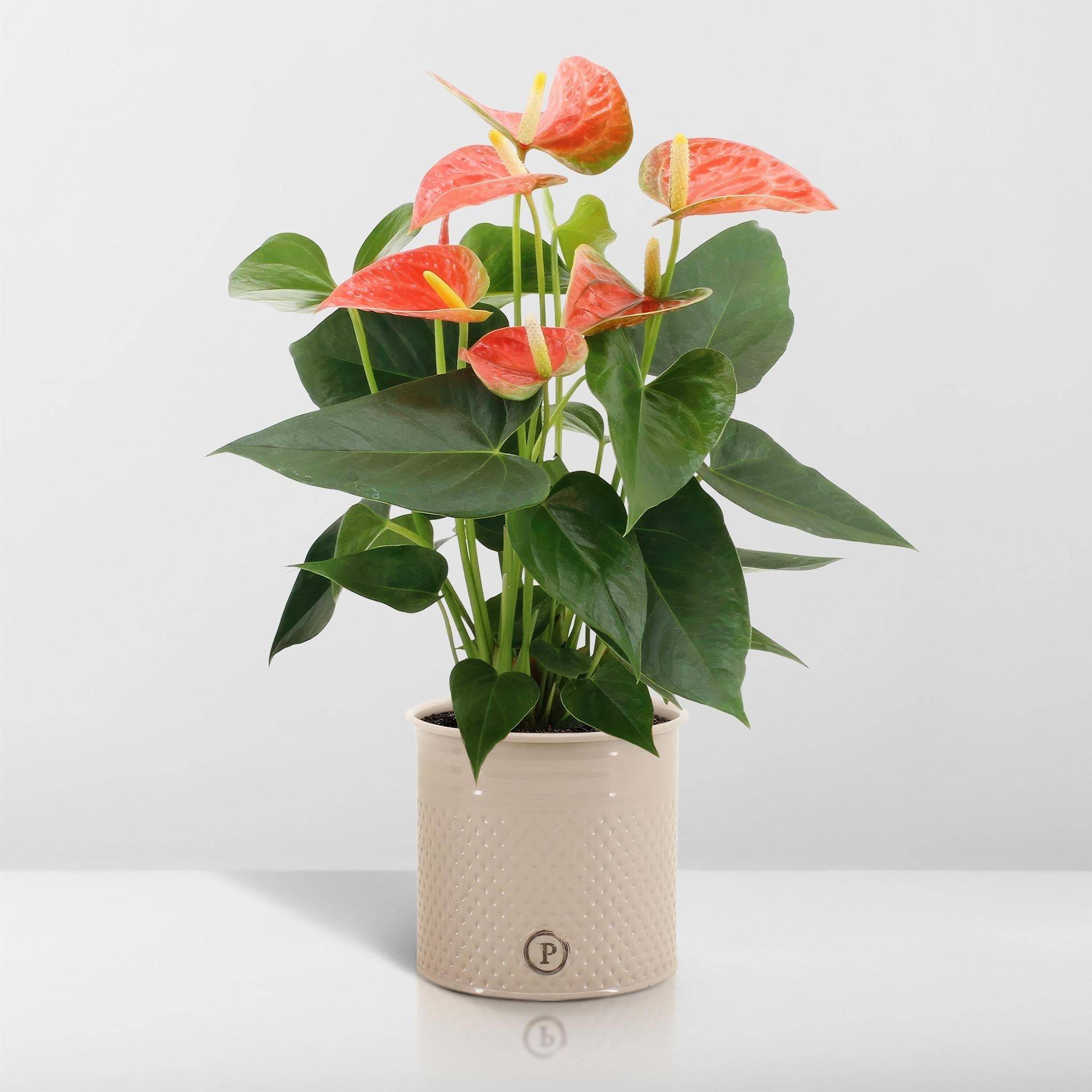 Anthurium andreanum Prince of Orange et son pot- La Green Touch Crme -  Hauteur 45cm - Jardiland