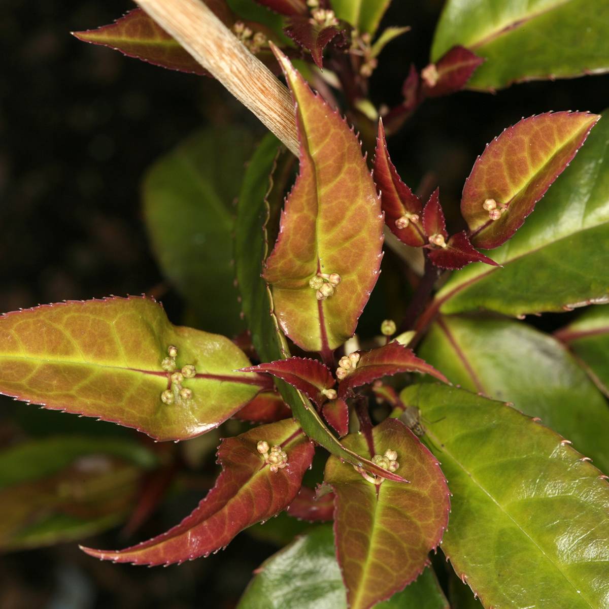 Promesse de Fleurs - Helwingia chinensis mâle Pot de 7,5L/10L