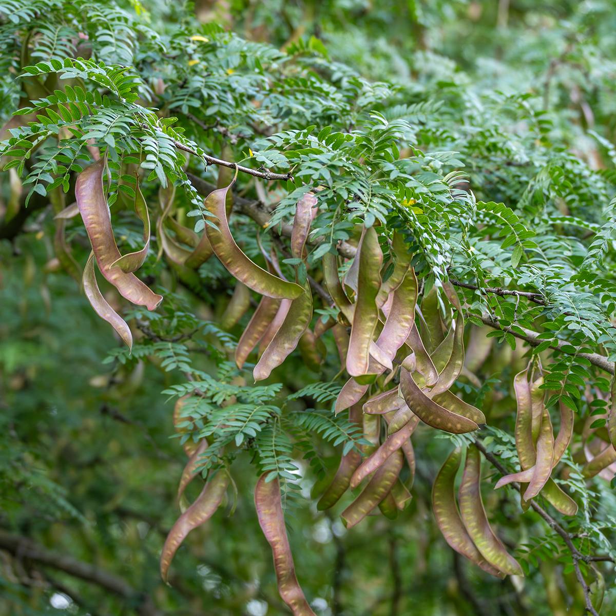 Promesse de Fleurs - Gleditsia triacanthos - Févier d'Amérique Pot de 4L/5L