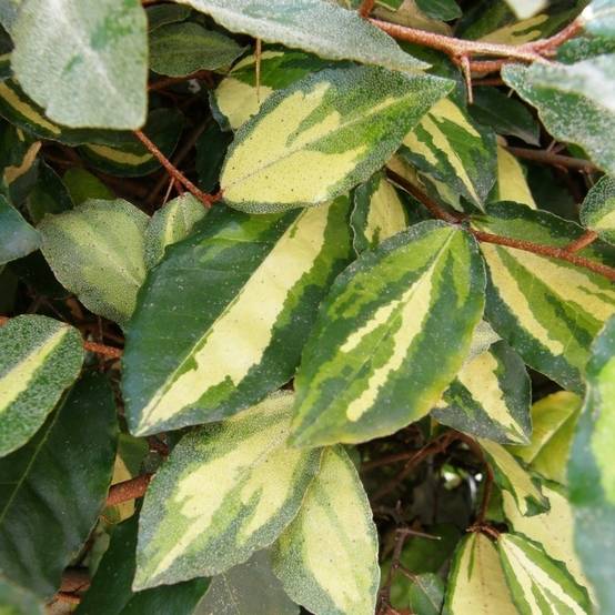 Elaeagnus pungens Maculata - Chalef panaché Pot de 2L/3L - Image 1