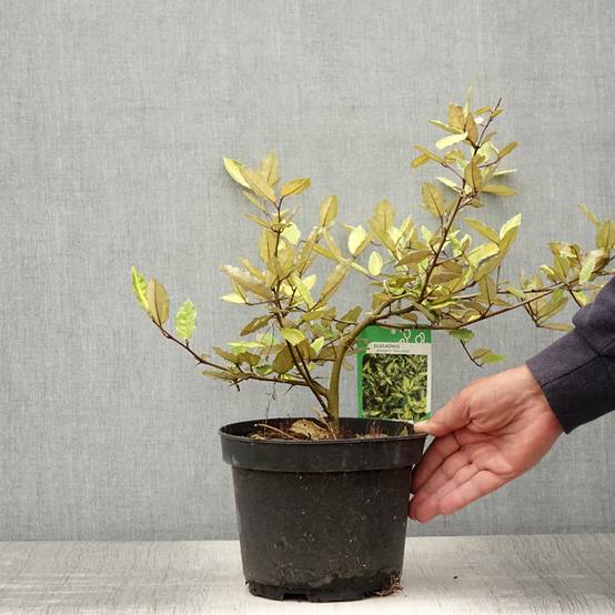 Elaeagnus pungens Maculata - Chalef panaché Pot de 2L/3L - Image 2