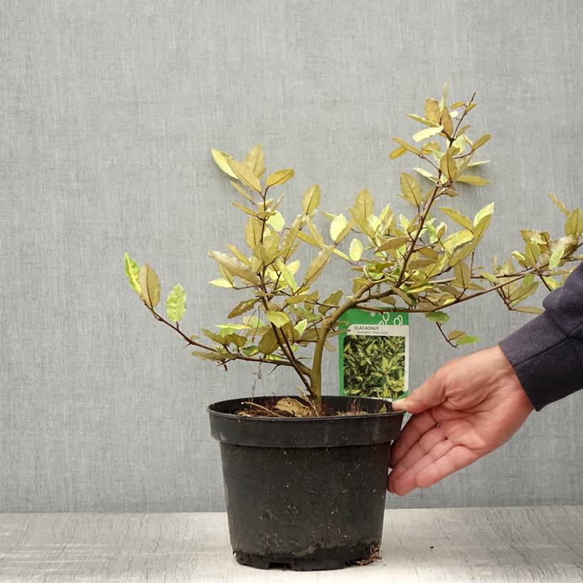 Elaeagnus pungens Maculata - Chalef panaché Pot de 2L/3L - Image 2