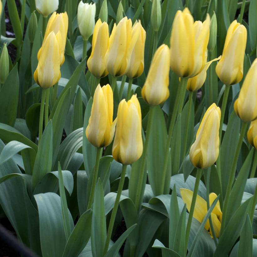 Promesse de Fleurs - Tulipe fosteriana Partitura Bulbe calibre 11+ (par 10)