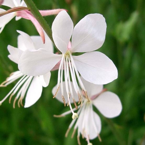 Gaura lindheimeri blanche Snowstorm Godet de 8/9 cm
