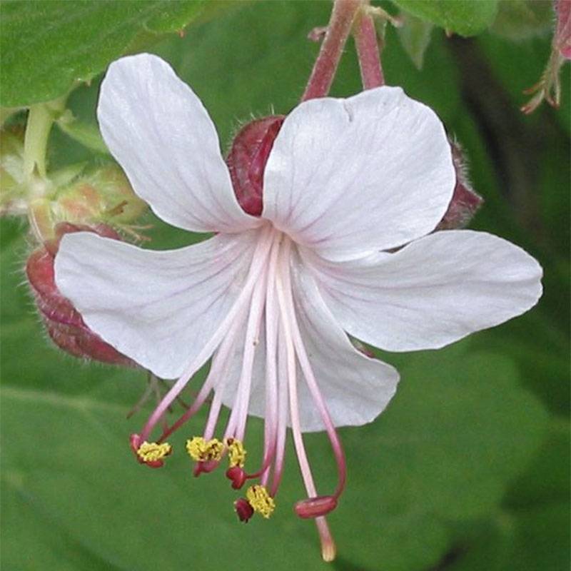 Géranium vivace macrorrhizum Spessart Pot de 2L/3L
