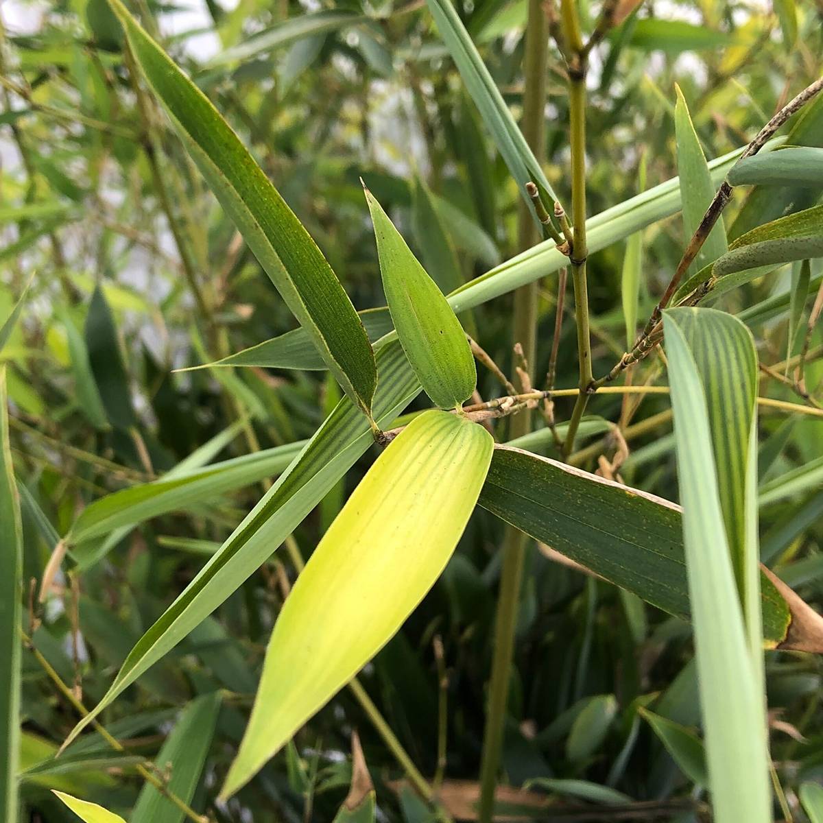 Promesse de Fleurs - Phyllostachys heteroclada - Bambou en écailles de poisson Pot de 4L/5L