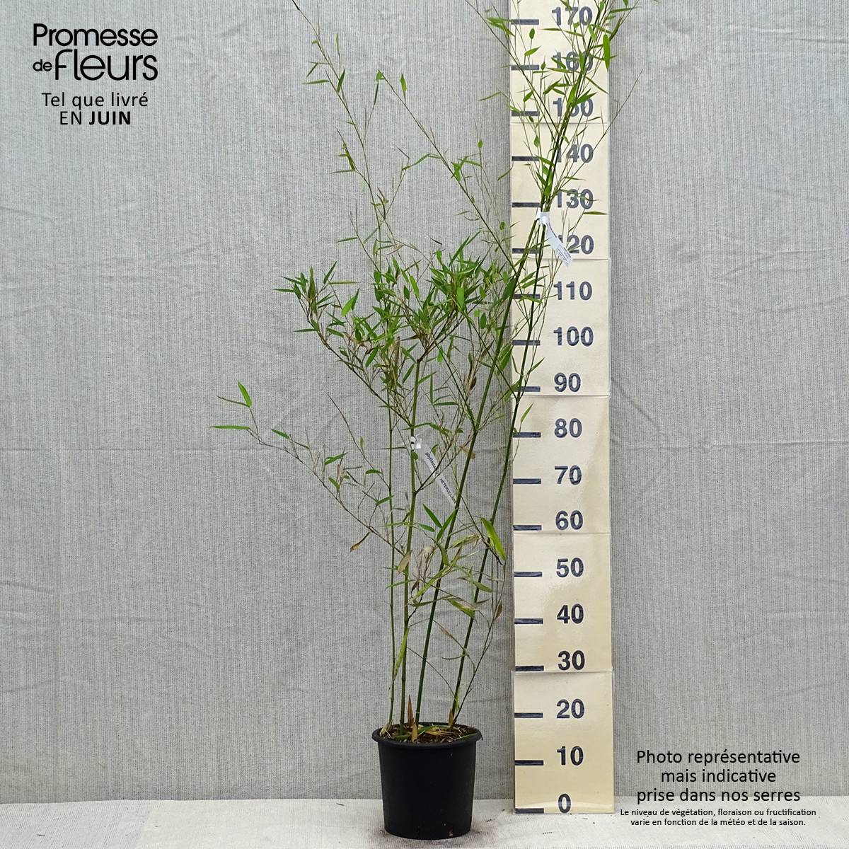 Promesse de Fleurs - Phyllostachys heteroclada - Bambou en écailles de poisson Pot de 4L/5L - Image 2