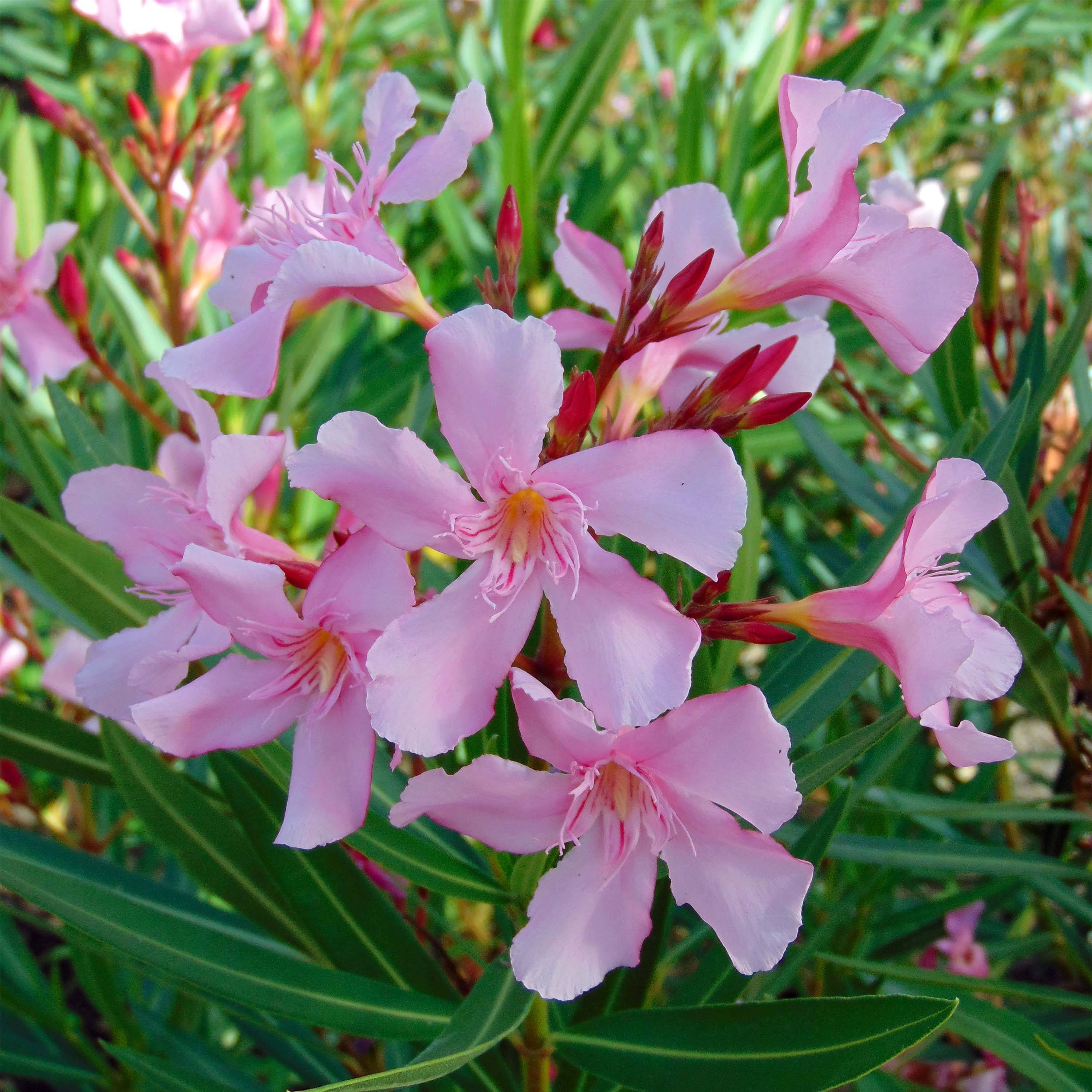 Promesse de Fleurs - Laurier rose Emilie - Nerium oleander Pot de 3L/4L, Buisson - Image 1