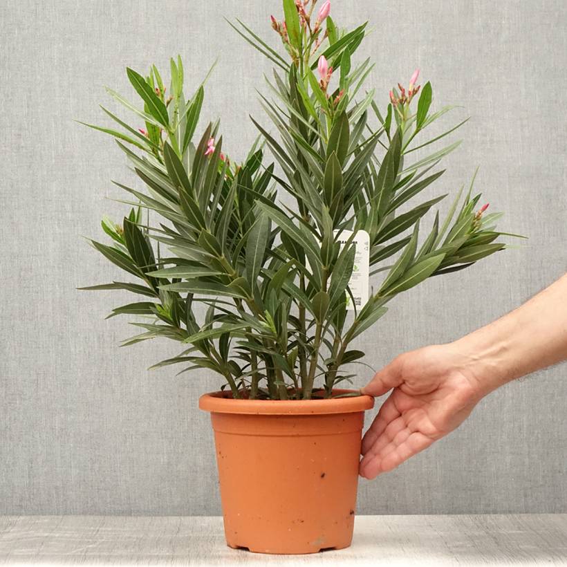Promesse de Fleurs - Laurier rose Emilie - Nerium oleander Pot de 3L/4L, Buisson - Image 2