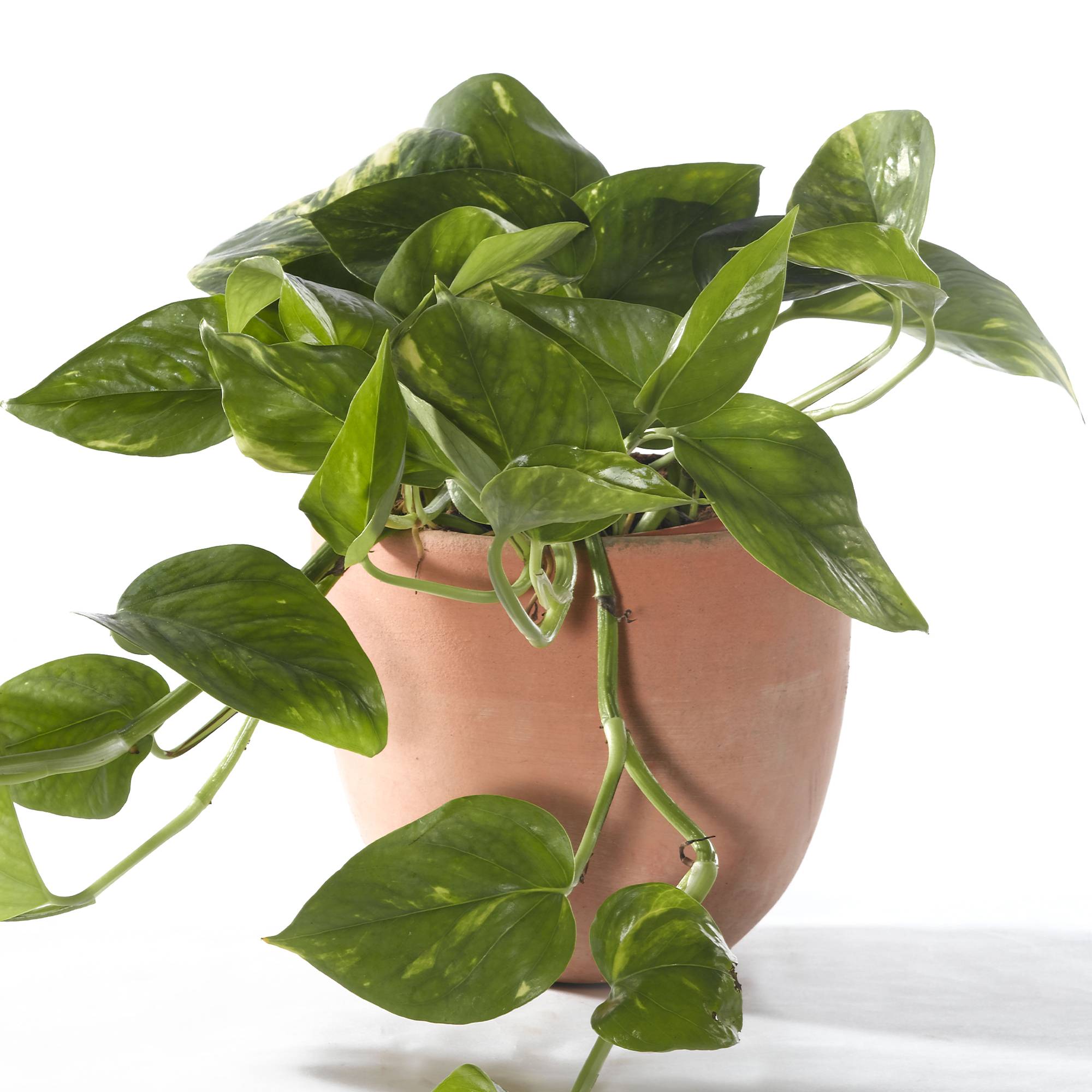 Gardenersdream - Epipremnum Aureum - Lierre Du Diable | Plante En Panier Suspendu | Plante De Maison Tropicale - GardenersDream - Imagen 1
