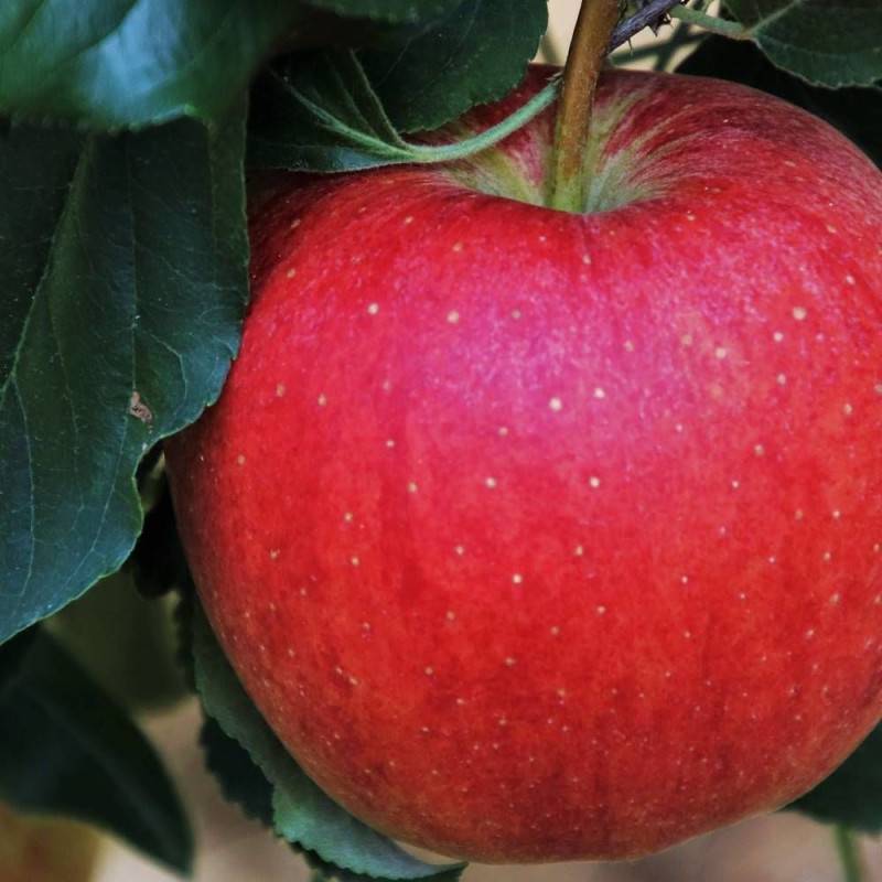 Pommier Querina - Bon rendement - Pot de 15L - 1/2 tige - 150/175 cm - De 3,00 m à 5,00 m - Imagen 5