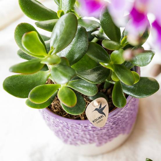 Succulente Crassula Ovata - Ø9cm - ↕20cm - Plantes d'intérieur - Image 2