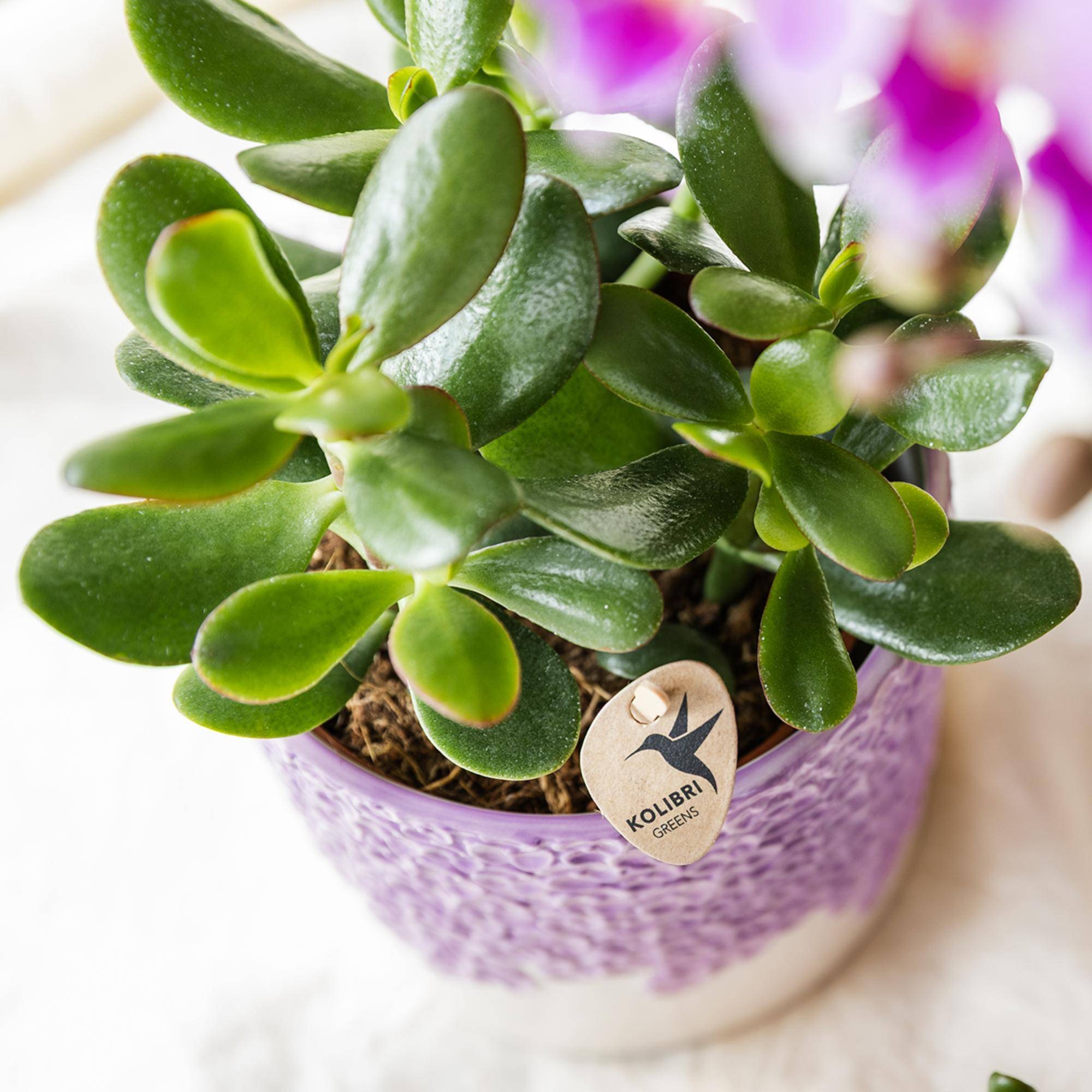 Succulente Crassula Ovata - Ø9cm - ↕20cm - Plantes d'intérieur - Image 2