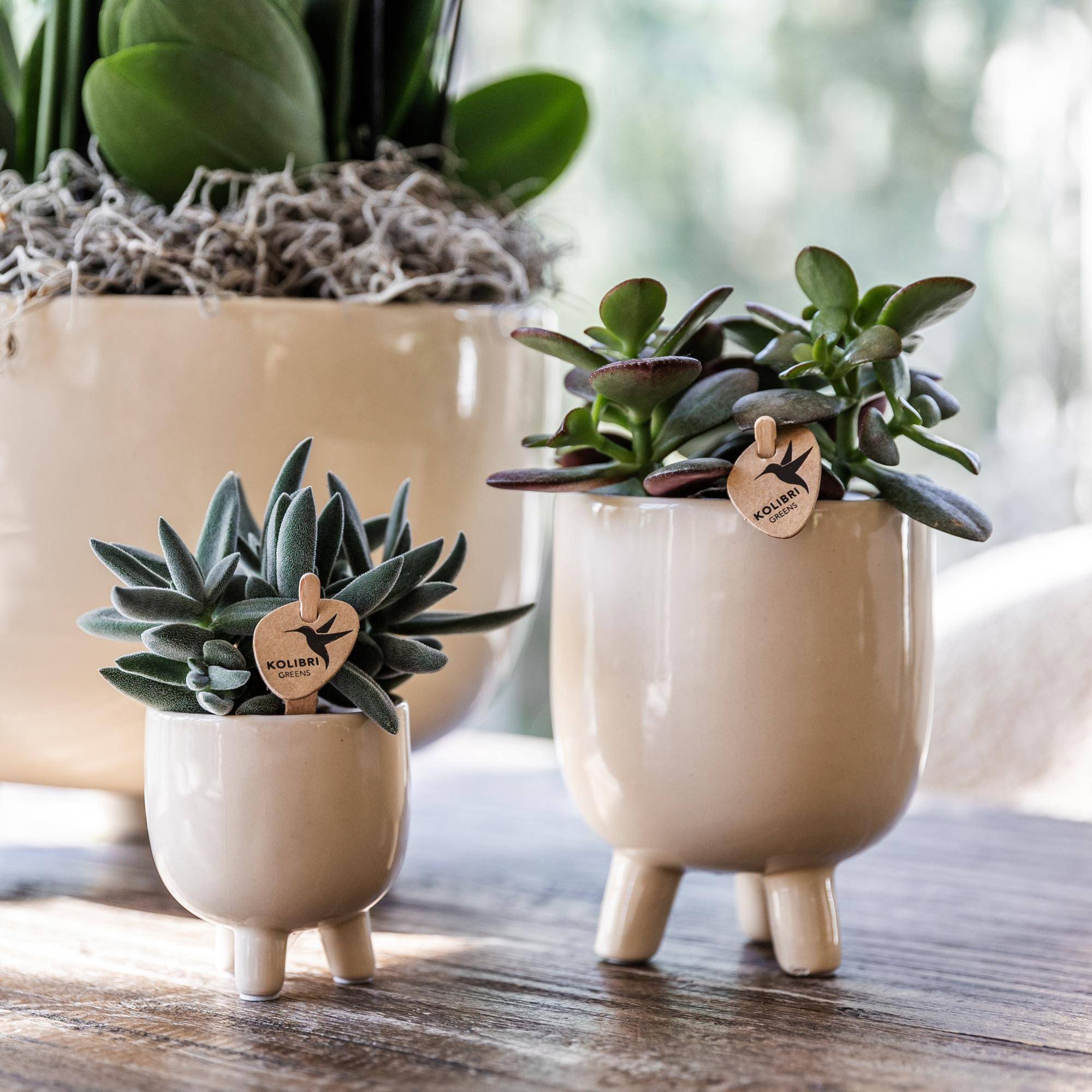 Succulente Crassula Ovata - Ø9cm - ↕20cm - Plantes d'intérieur - Image 3